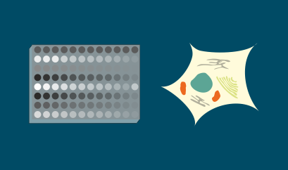 effects on human cells